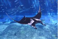 沖縄美ら海水族館 世界最大のエイ「ジャイアントマンタ」公開