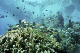 美しい海は地球の宝！秘境マタキング島の環境保全イベント