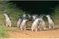 ペンギンの島フィリップ島、バードウォッチングと環境ボランティアプログラム