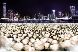 「光るバラの海」のワールドツアーが香港で2月14日より開始!