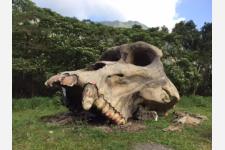 クアロアランチ、"Kong: Skull Island"のロケ地とプロップを公開