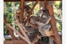 オーストラリアの動物に癒されるリアルタイム配信