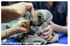 オーストラリアの山火事から回復したコアラの心温まる物語