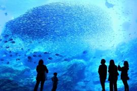 仙台うみの杜水族館大水槽のイワシの群れが魅せる「Sparkling of Life」がリニューアル