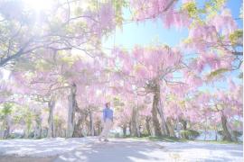 広島県世羅郡せらふじ園『ふじまつり』約1,000本の藤とルピナスが織りなす藤色の花園