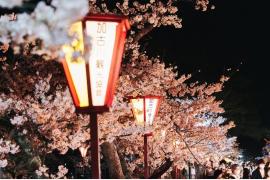 兵庫県加古川市の1,000本のソメイヨシノを照らす夜桜幻想空間