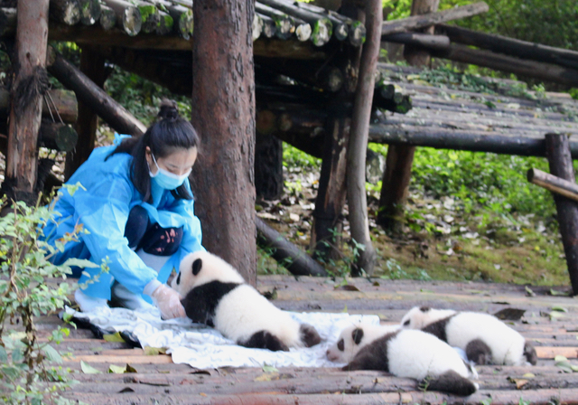 連載コラム 旅は続くよ いつまでも パンダの赤ちゃんがゴロゴロ パンダ天国の成都に行ってきました トラベルコラム Risvel