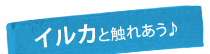 イルカと触れあう