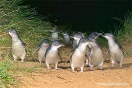 ペンギンの島・フィリップ島で、環境と野生動物保護を考える旅