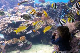 フォトジェニックな海底散歩を！ニューカレドニア・ラグーン水族館