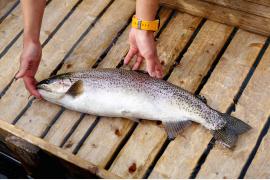 山梨の名水育ち『富士の介』は、お魚博士もお墨付きの美味しさ！