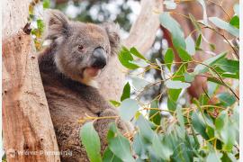 森林火災から復興へ。野生動物の楽園、カンガルー島