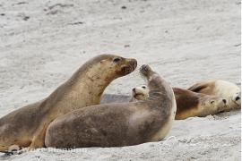 “オーストラリアのガラパゴス” 、カンガルー島の主な見どころ