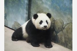 米首都動物園で子パンダ公開、百獣の王は“集団欠席”の理由