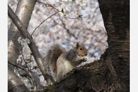 米首都ワシントンの日米友好の桜、１１０周年を迎えて満開