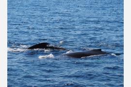 カナダのホエールウオッチングで禁句なのは…　シリーズ「北海道より大きいカナダの島」【１２】