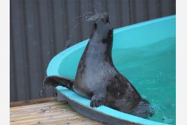 謎の黒い食材、正体は水族館の人気者…　シリーズ「北海道より大きいカナダの島」【１４】