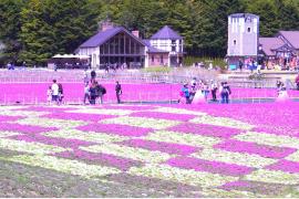 ♯富士山 は特別。GWもその後も「♯富士芝桜まつり」