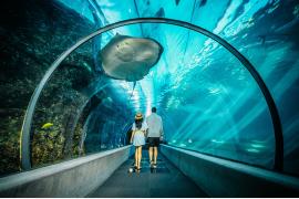 ザトウクジラの生態とハワイの海の神秘を知る「マウイ・オーシャン・センター」　～ハワイの離島へ　マウイ島の旅②