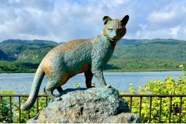 世界自然遺産の西表島でエコツーリズム体験　②島のアイドル、イリオモテヤマネコの痕跡を探せ！