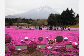 「安・近・短」が広がる大型連休旅行、うってつけな首都圏地区最大級のシバザクラ