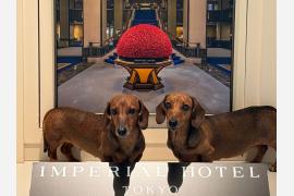 帝国ホテル初の愛犬同伴宿泊プランを取材。「犬もゲスト」のおもてなしとは