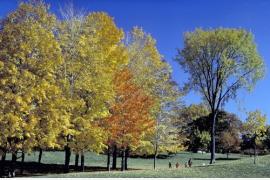 カナダ東部オンタリオ州の色彩豊かな紅葉を見に行こう