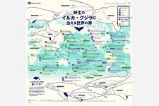 イルカやクジラに会える世界の海
