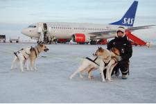 白夜のキルケネスで世界初の「犬ぞりタクシー」サービス