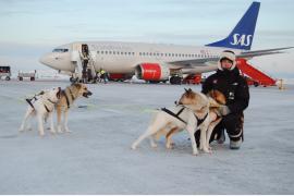 白夜のキルケネスで世界初の「犬ぞりタクシー」サービス