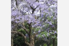 南半球の春を告げる紫の花ジャガランダの祭典