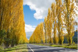 南半球のメルボルン郊外に紅葉狩りへ！