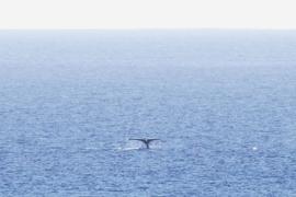 クジラも応援？！ 「マウイ・オーシャンフロント・マラソン2017」 エントリー好評受付中