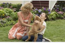 【編集部推薦映画】犬と人間のラブストーリー『僕のワンダフル・ライフ』