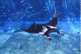 沖縄美ら海水族館 世界最大のエイ「ジャイアントマンタ」公開