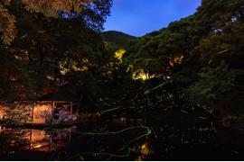 幻想的なほたるの舞「東伊豆まち温泉郷 ほたる観賞の夕べ」開催