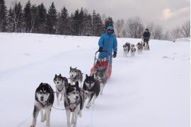銀世界を駆け巡ろう！大雪高原旭ヶ丘犬ぞり体験