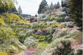 愛知県豊田市の春の訪れを感じる花の名所