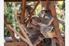 オーストラリアの動物に癒されるリアルタイム配信