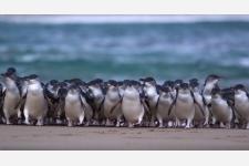 世界初！野生動物の楽園フィリップ島よりペンギンパレード生配信スタート