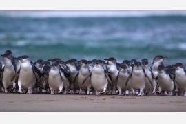 世界初！野生動物の楽園フィリップ島よりペンギンパレード生配信スタート