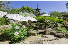 第42回 上野東照宮 春のぼたん祭