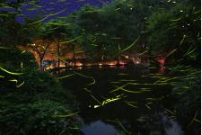 6月だけの幻想的な光景「東伊豆まち温泉郷 ほたる観賞の夕べ」開催