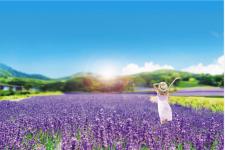 5万株のラベンダーが咲き誇る「たんばらラベンダーパーク」7月10日営業開始