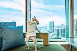 コンラッド東京が待望のドッグフレンドリー宿泊プラン「Paws of Luxury」を開始