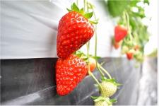 春爛漫の奈良を感じるストロベリー