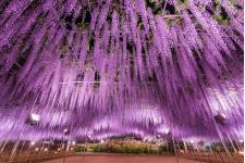 あしかがフラワーパークの『大藤』が開花
