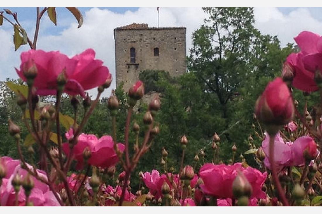イタリアのエミリア・ロマーニャ州で5月から6月にかけて咲き誇るバラ
