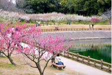 愛知県知多市「第32回佐布里池梅まつり」