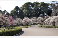 千代田区が誇る早咲き桜・梅の名所